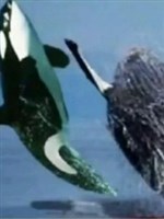 I, Humpback Whale, Terra Stitch